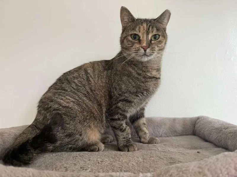 Matrimony, an adult female cat up for adoption