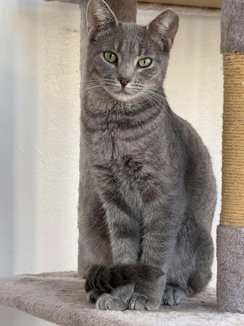 Soulmate, an adult female cat up for adoption