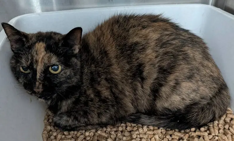 Jasmine, a senior female cat up for adoption