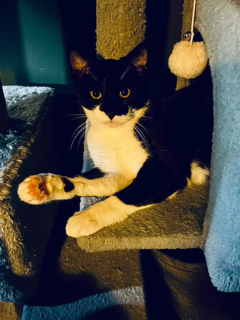 Lucy, a female kitten up for adoption