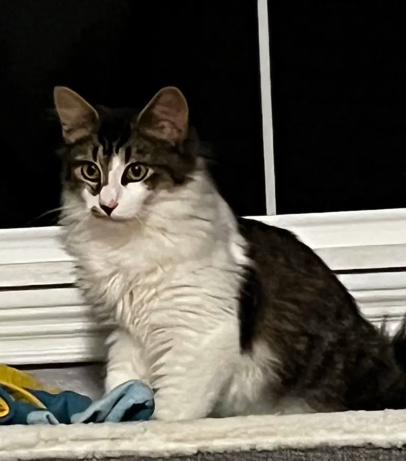 Xander, a young male cat up for adoption