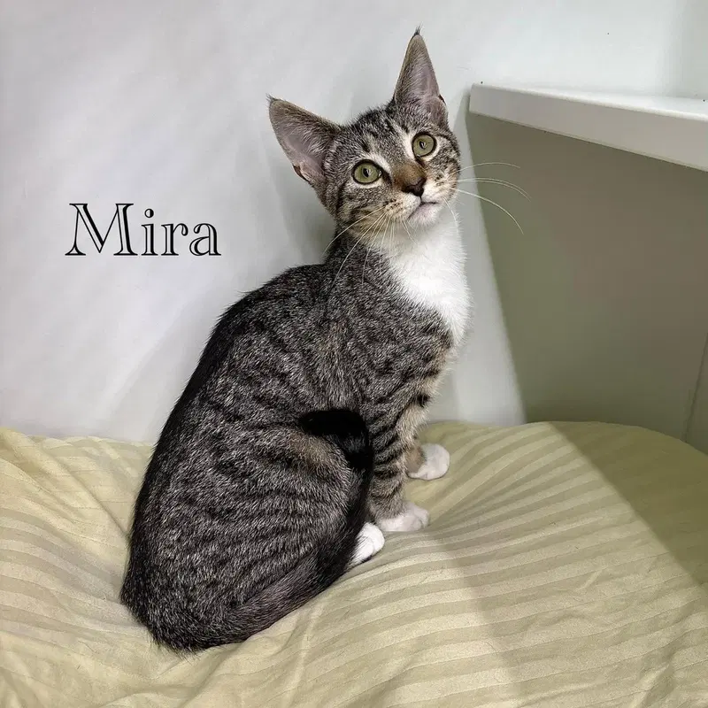 Mira, a young female cat up for adoption