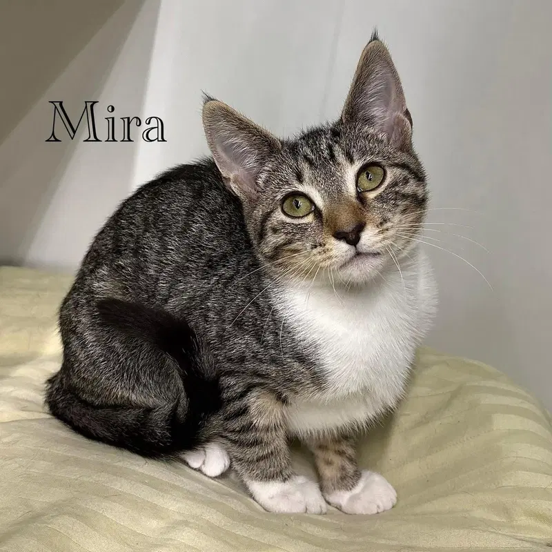 Mira, photo 5