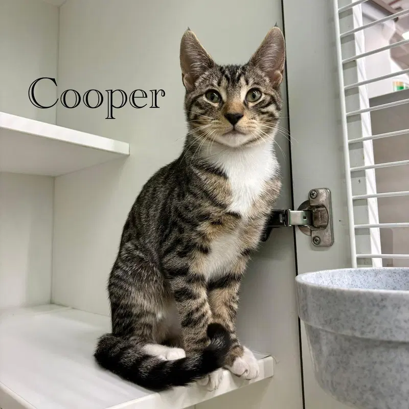 Cooper, a young male cat up for adoption
