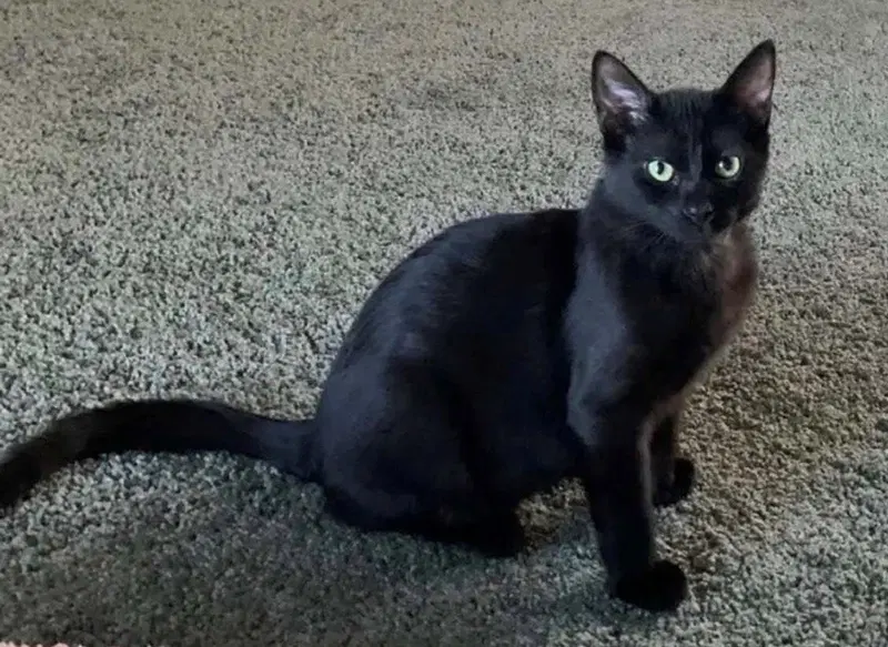 Kitten Latte, a male kitten up for adoption