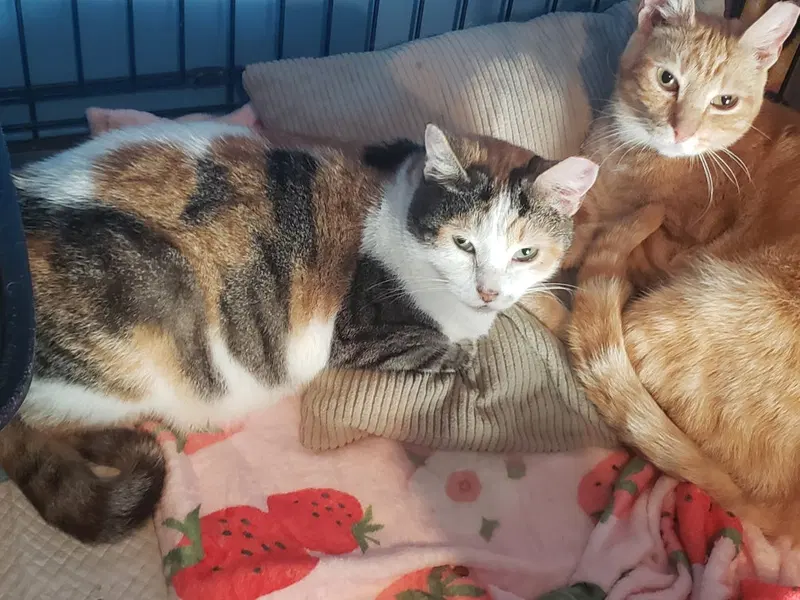 Anthea, a young female cat up for adoption