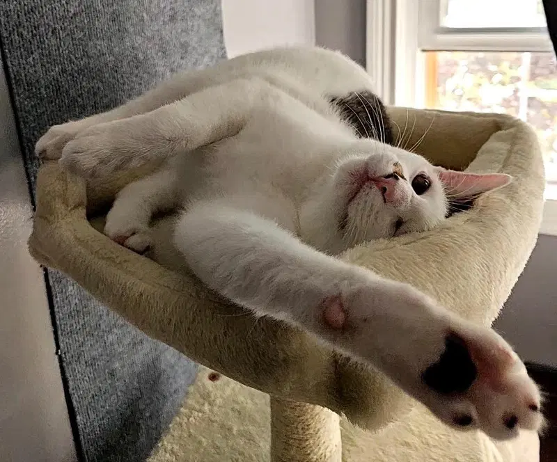 Bartholomew, a young male cat up for adoption