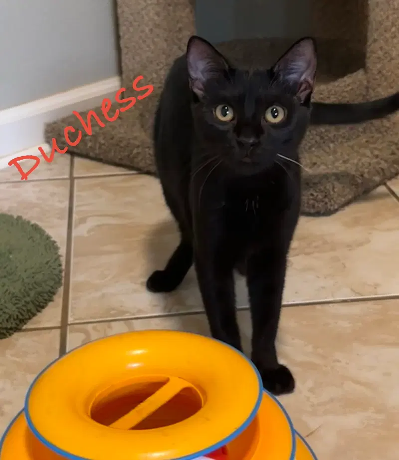 Duchess, a young female cat up for adoption