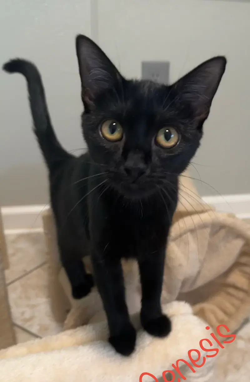 Genesis, a young female cat up for adoption