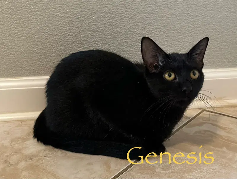 Genesis, photo 2
