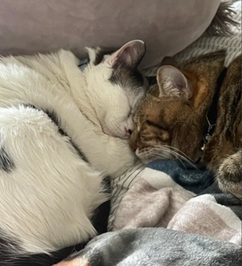Honey Bunn and Peppermint, photo 6