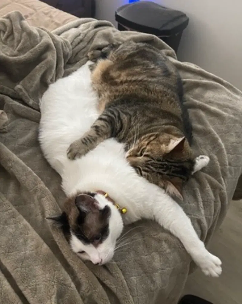 Honey Bunn and Peppermint, photo 7