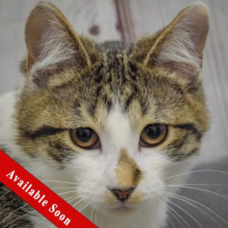 Pippa, a female Tabby kitten up for adoption