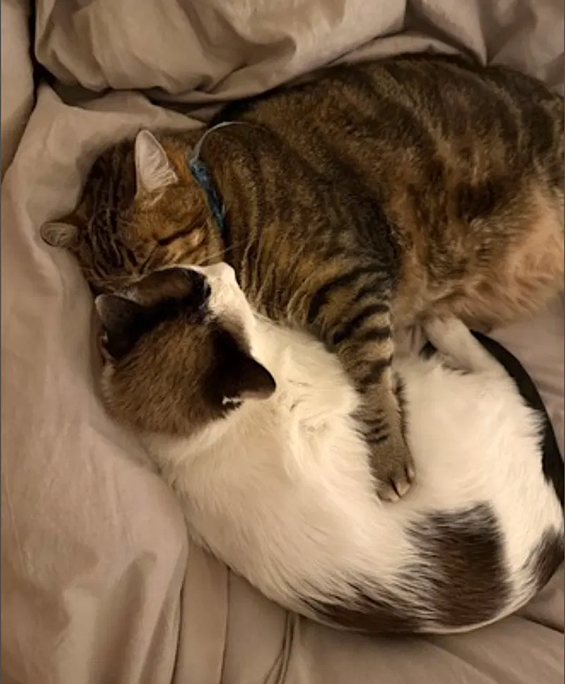 Honey Bunn and Peppermint, photo 10