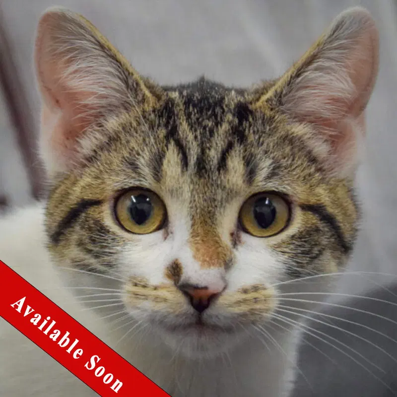 Poppi, a female Tabby kitten up for adoption