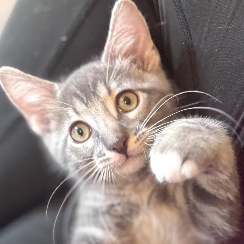 Cosmo, a male kitten up for adoption