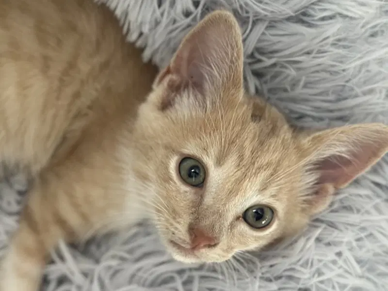 Lemmy, a male kitten up for adoption