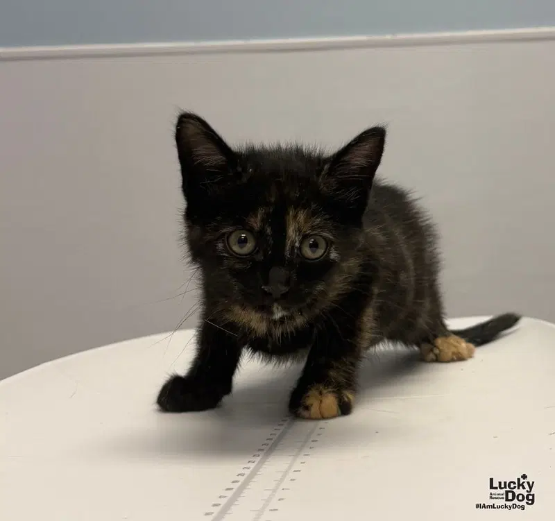 Erica, a female kitten up for adoption
