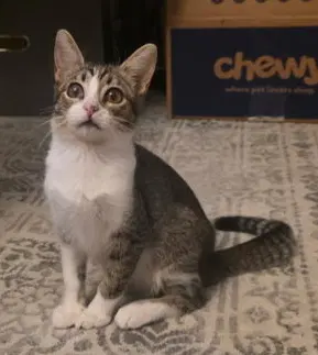 Ty, a female Abyssinian kitten up for adoption