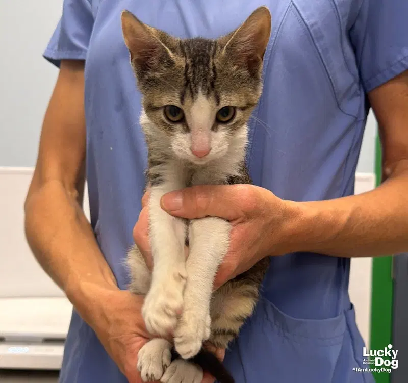 Kirk, a male kitten up for adoption