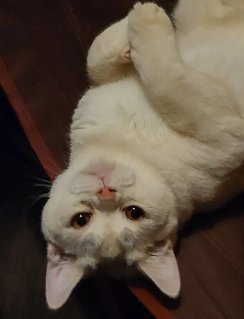 Wisp, an adult male American Shorthair cat up for adoption