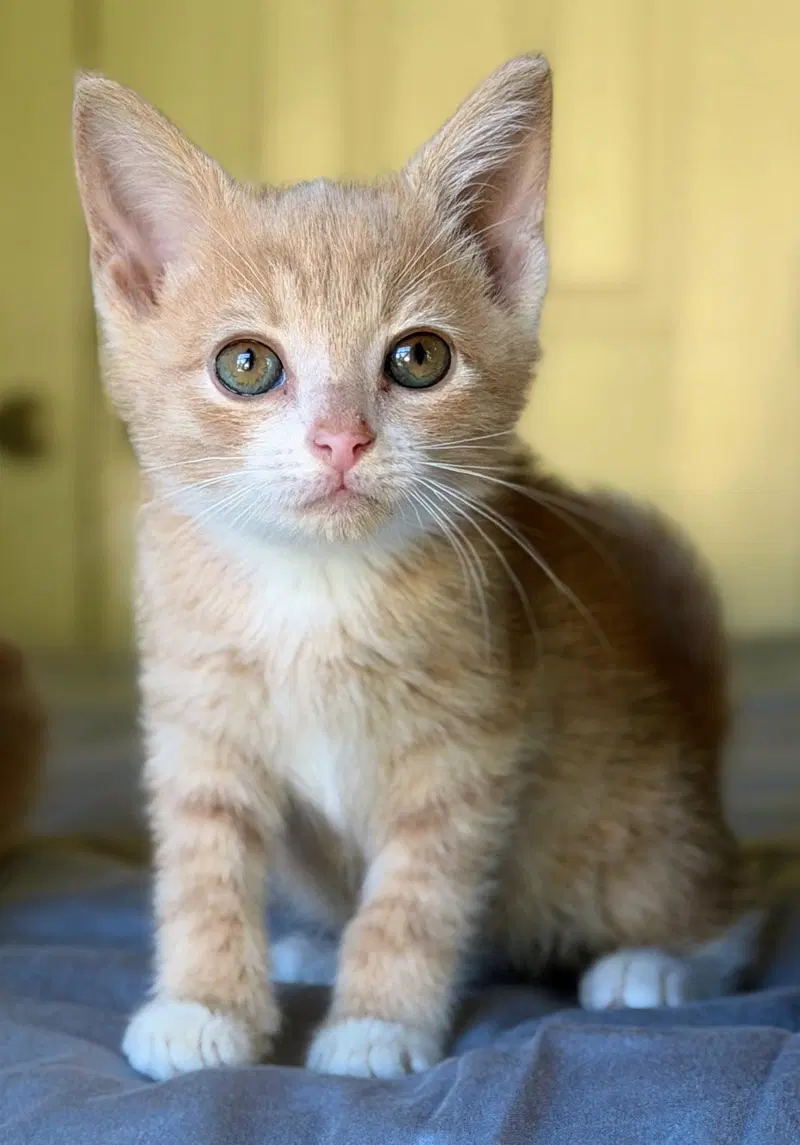 Merlin, a male kitten up for adoption