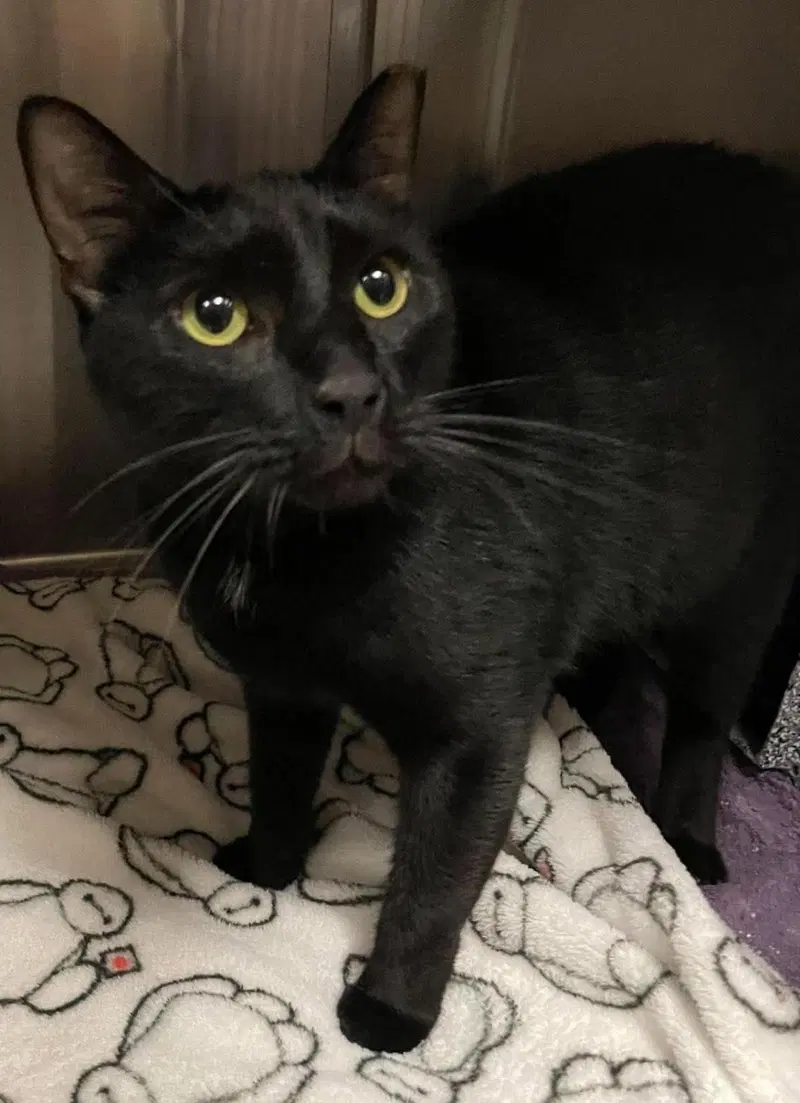 Loki, an adult male cat up for adoption