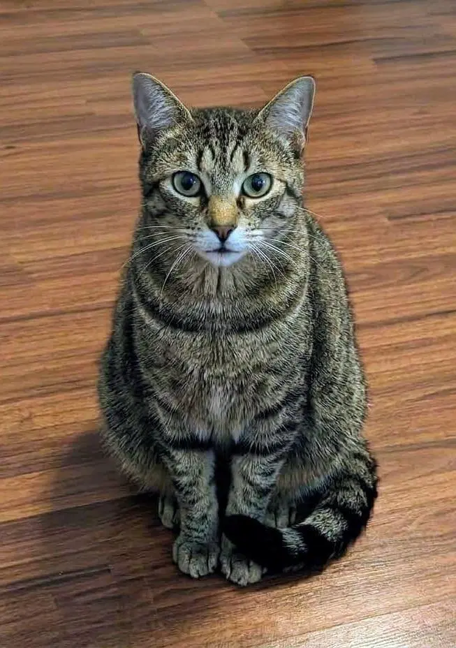 Magic, an adult female cat up for adoption