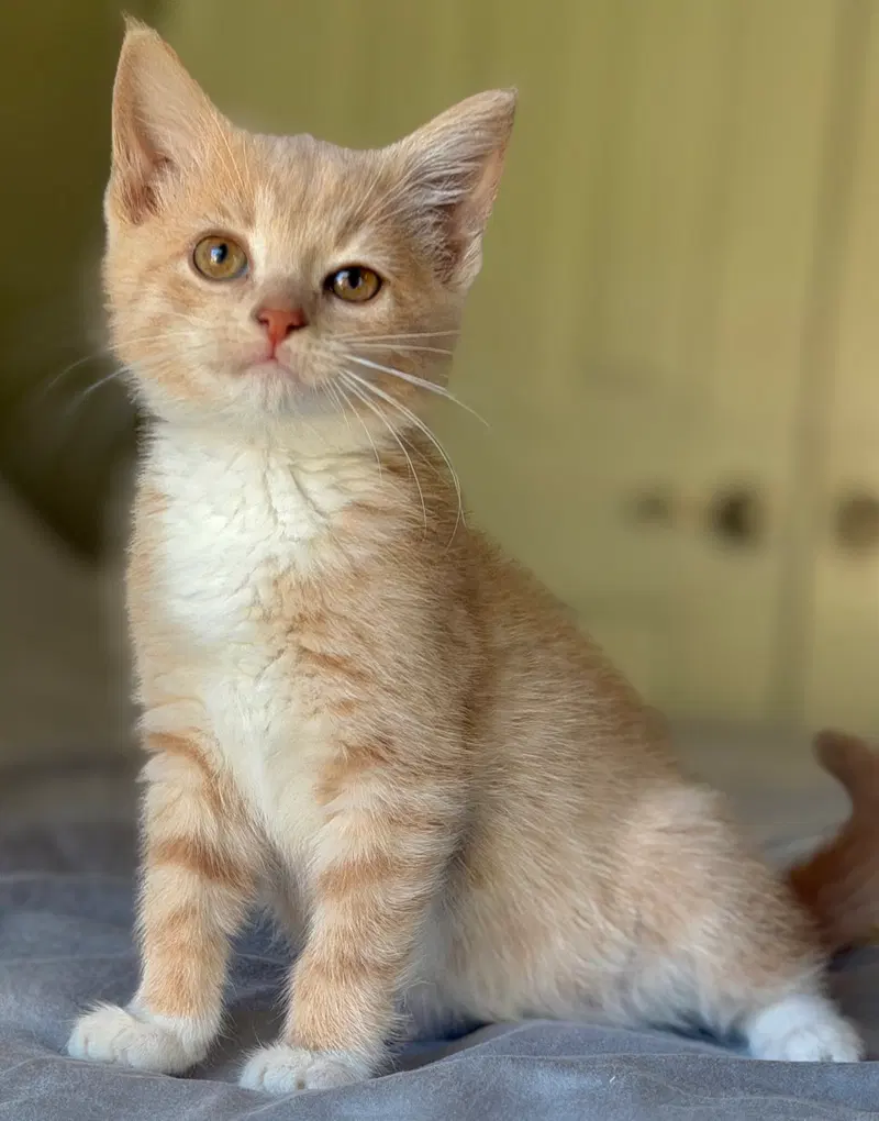 Zelda, a female kitten up for adoption