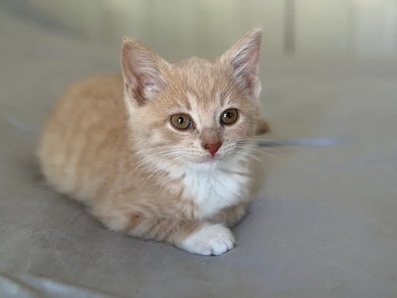 Zelda, photo 2