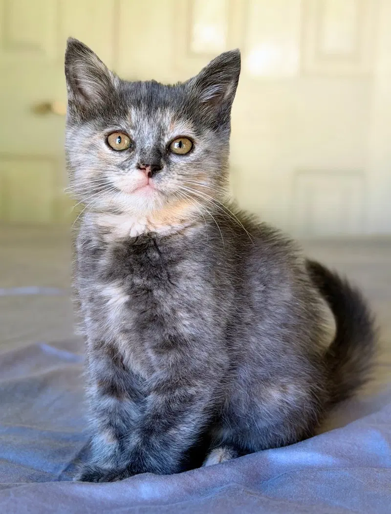 Marnie, a female kitten up for adoption