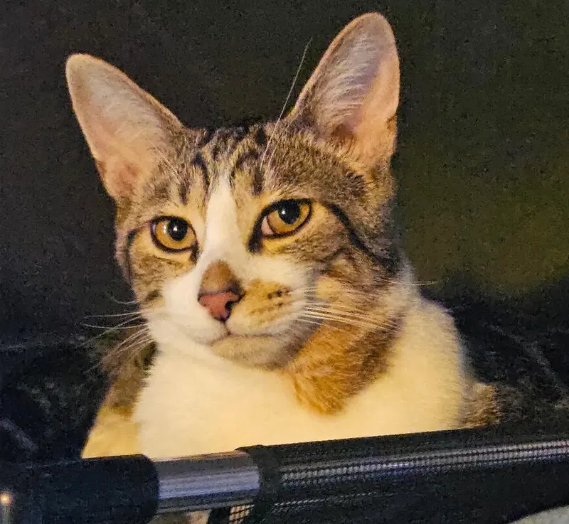 Linus, a male kitten up for adoption