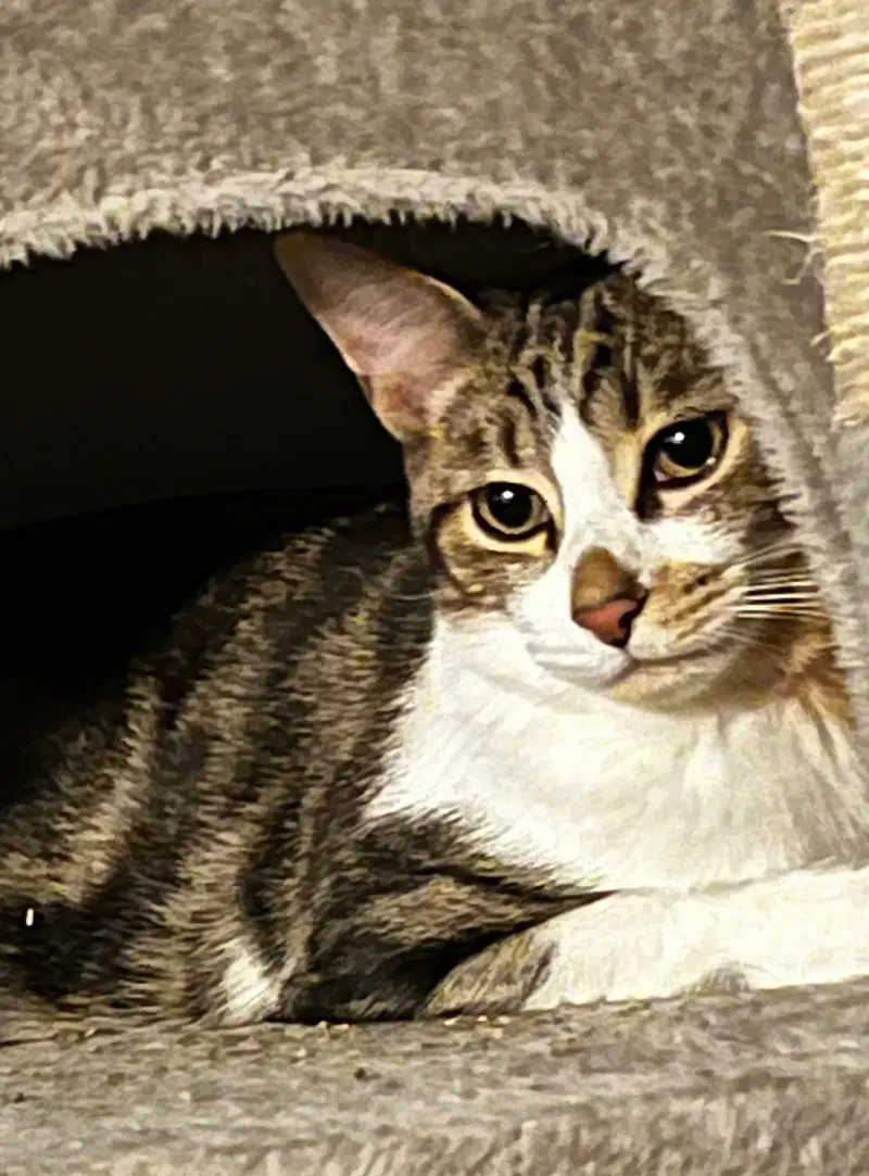 Linus, photo 2