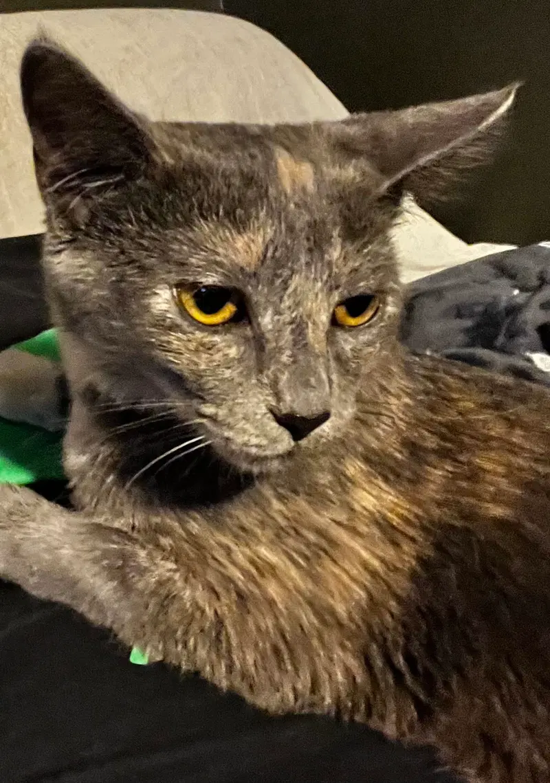 Iris, photo 4