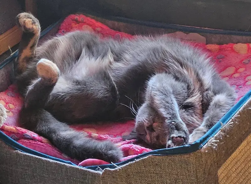 Iris, a female kitten up for adoption