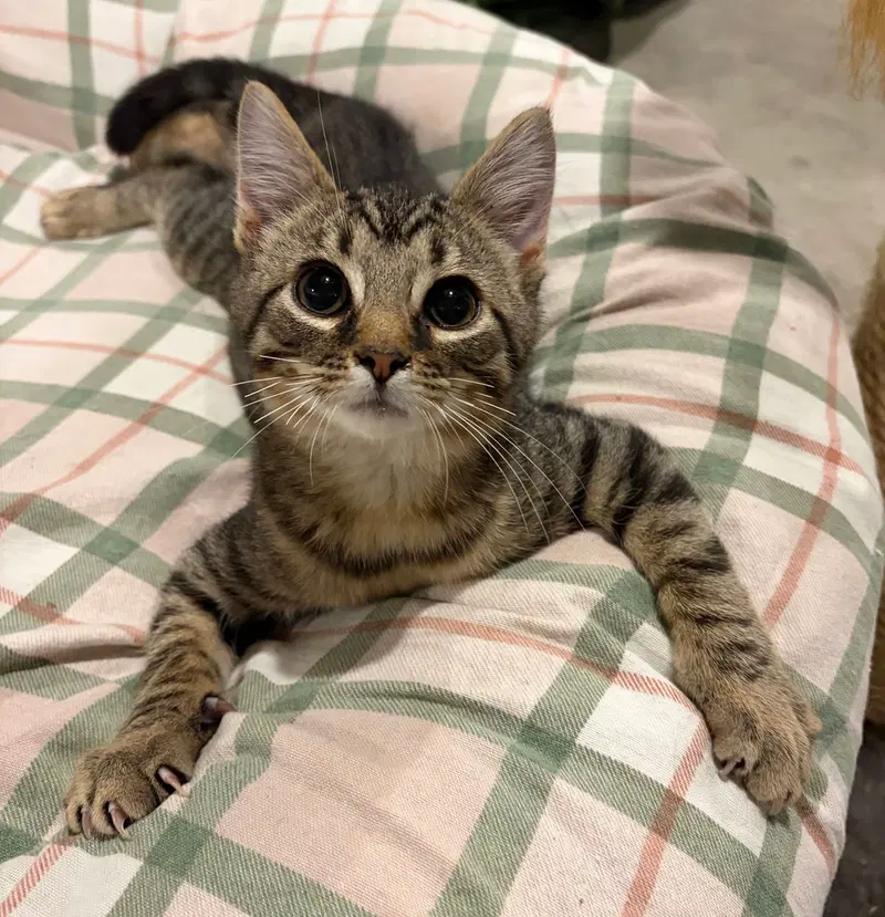 Garlic, a male kitten up for adoption