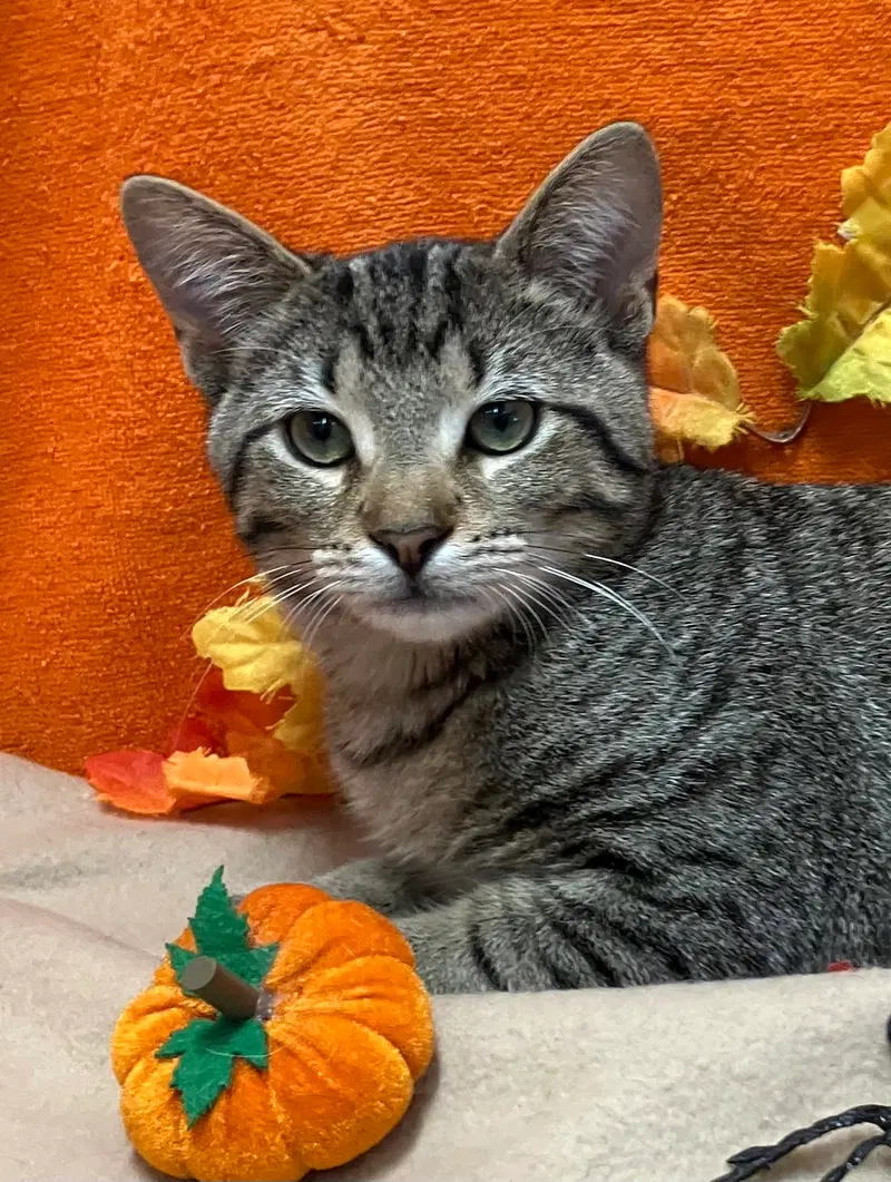 Knox, a male kitten up for adoption