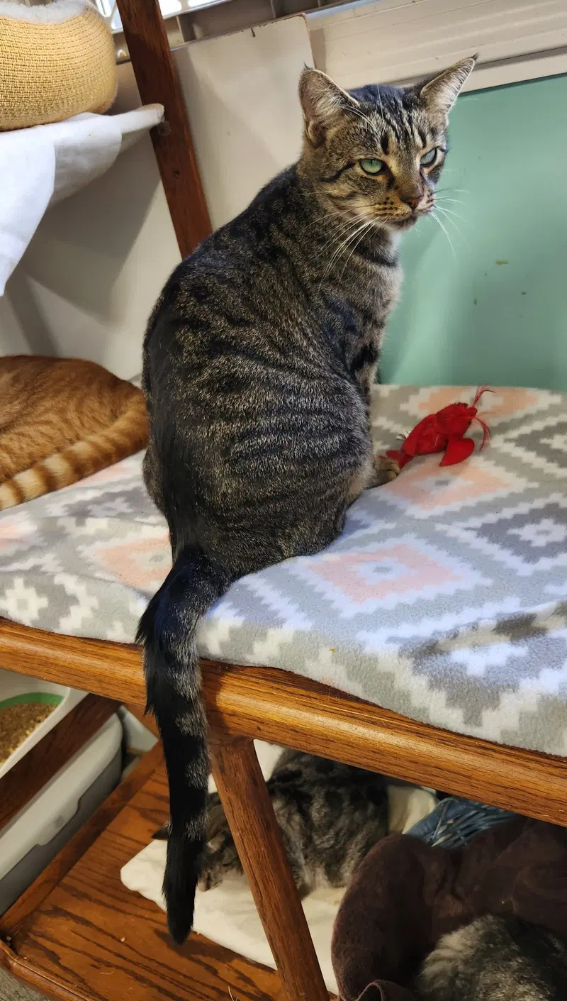 Meow Meow, photo 3