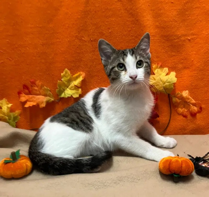 Nash, a male kitten up for adoption