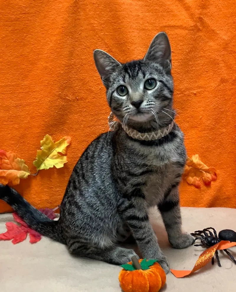 Memphis, a female kitten up for adoption