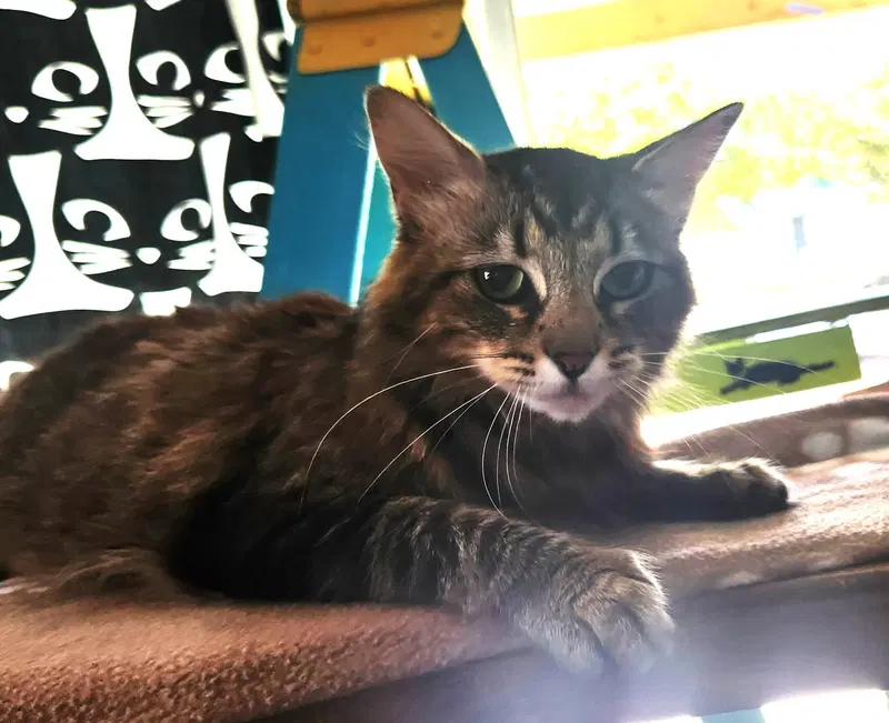 Penny, photo 2
