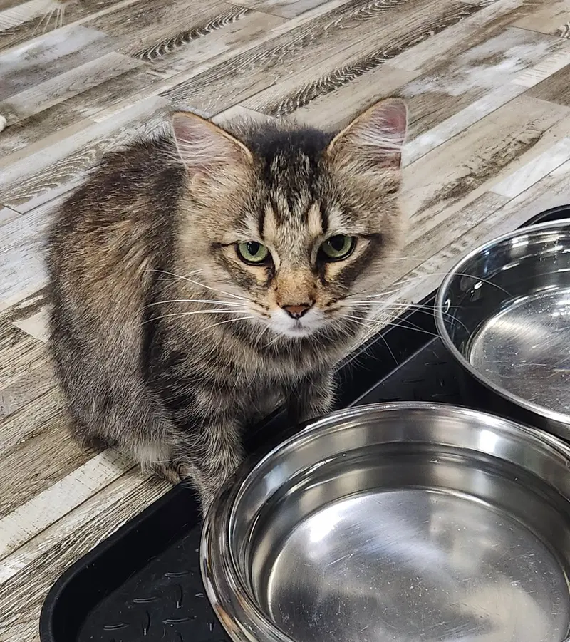 Penny, photo 3