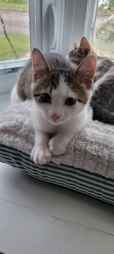Foggy, a male kitten up for adoption