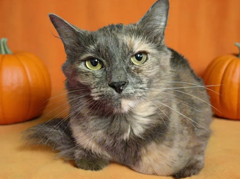 Aqua 26/758, a young female cat up for adoption