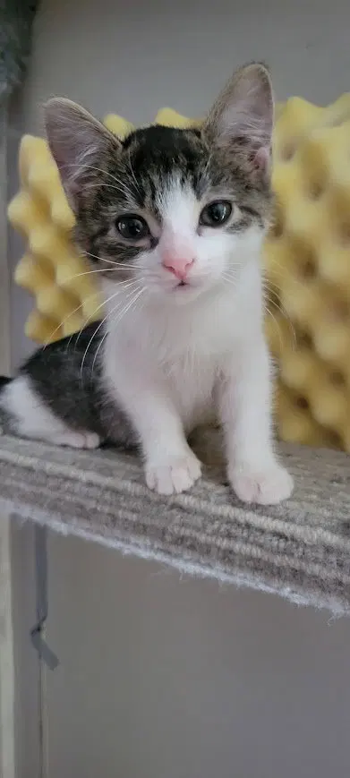 Rain, a female kitten up for adoption