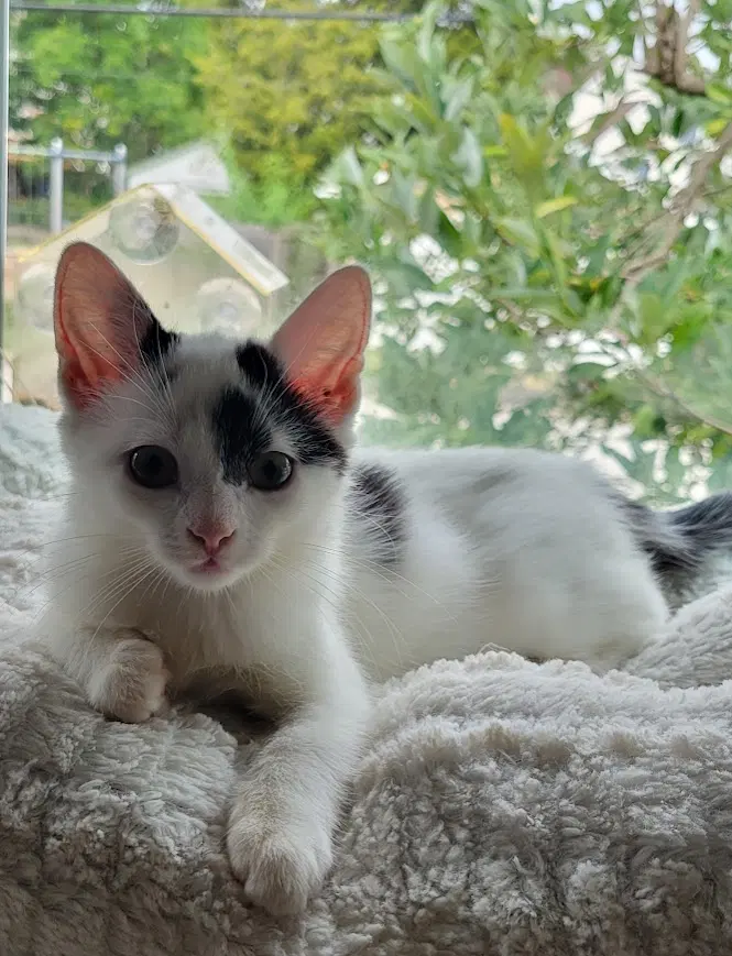 Lightning, Willow Grove A., a female kitten up for adoption