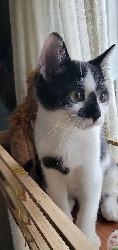 Stormy, a male kitten up for adoption