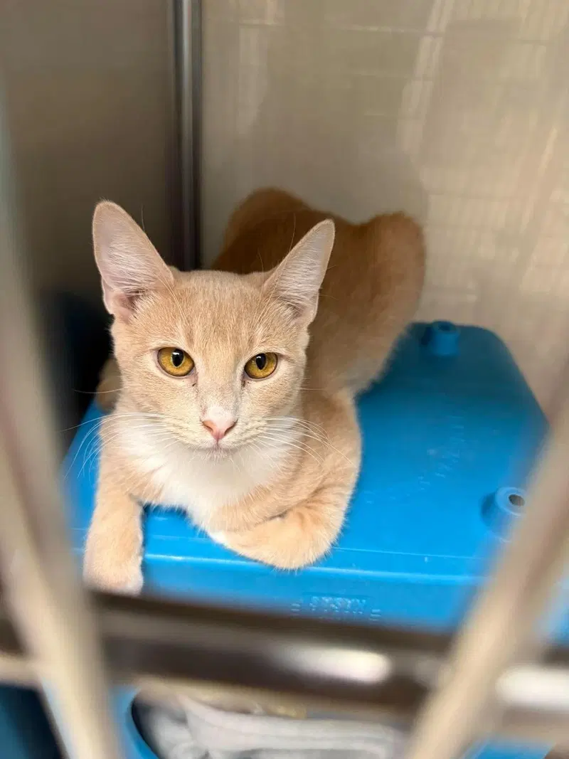 Honeycomb Cereal, a female kitten up for adoption
