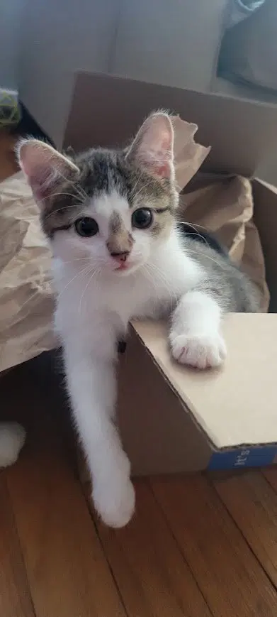 Drizzle, Willow Grove Area,, a male kitten up for adoption