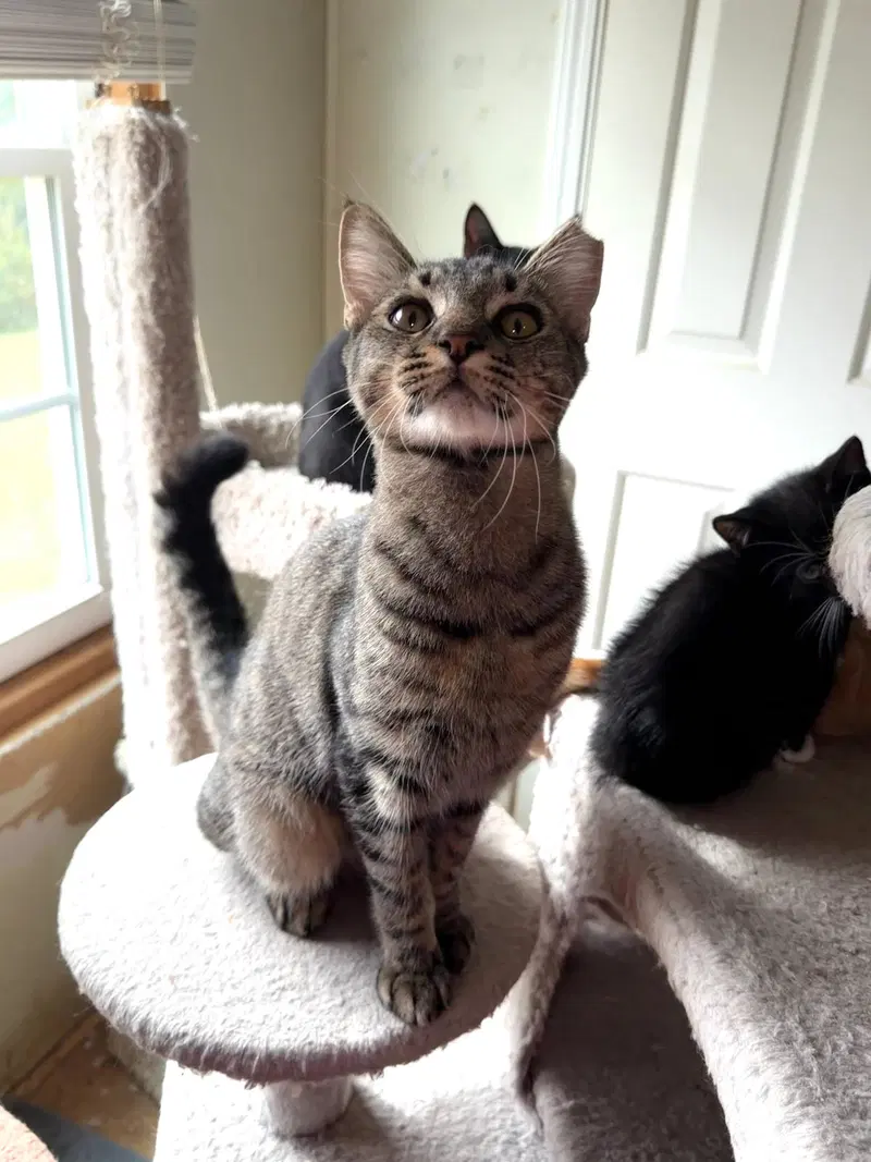Sooty Foot, a young male cat up for adoption